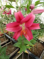 [4279 Merapi Mak No02.JPG]